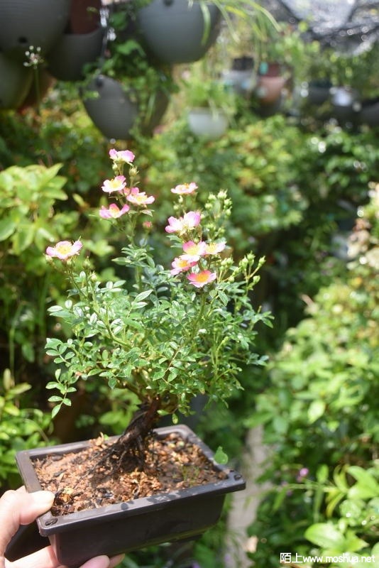 DSC_0030893070030.JPG