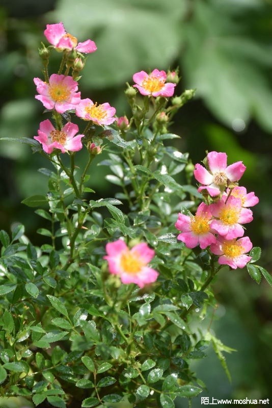 DSC_0004892810004.JPG