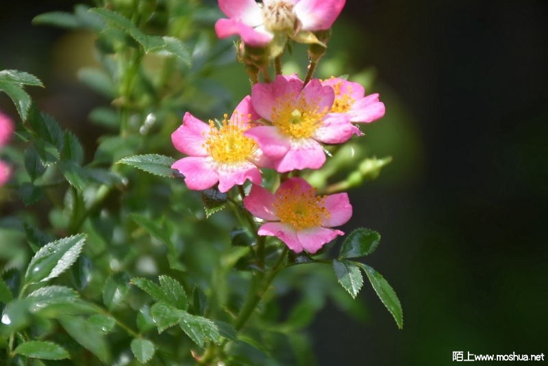 DSC_0079893560079.JPG
