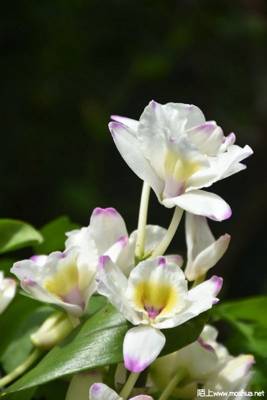 DSC_0038894810038.JPG