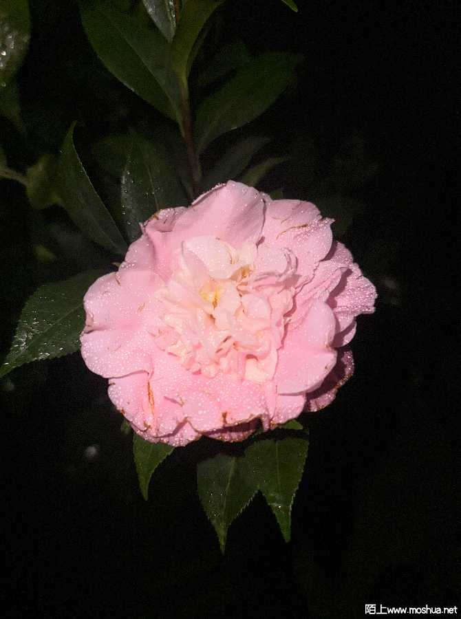 IMG_0042.jpeg