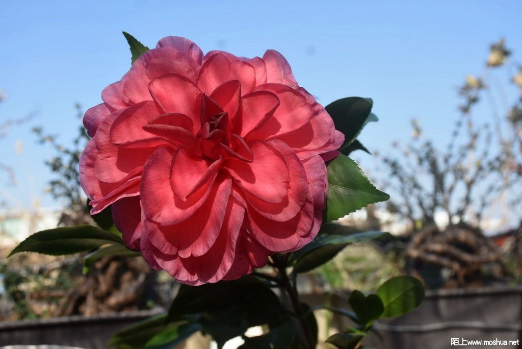 DSC_01031213110103.JPG