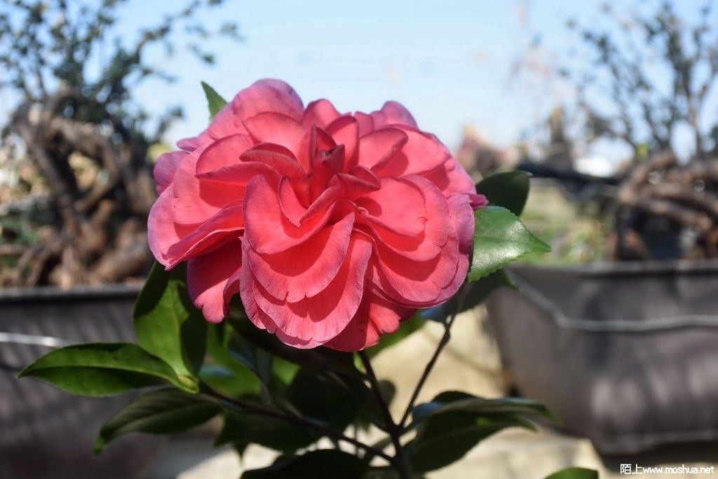 DSC_01201213280120.JPG