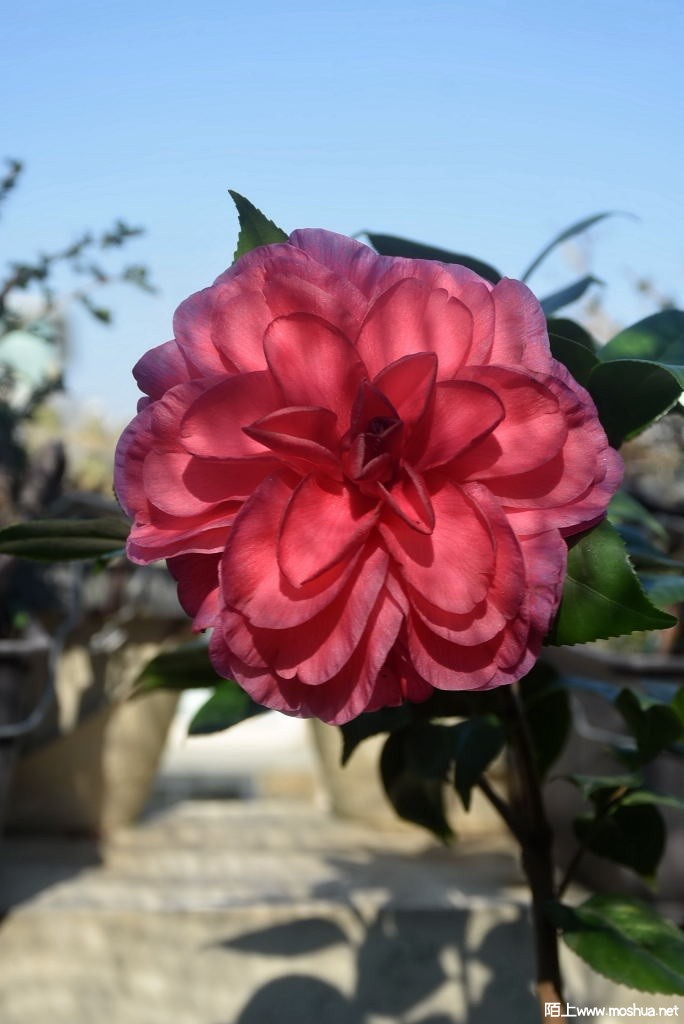 DSC_01311213390131.JPG