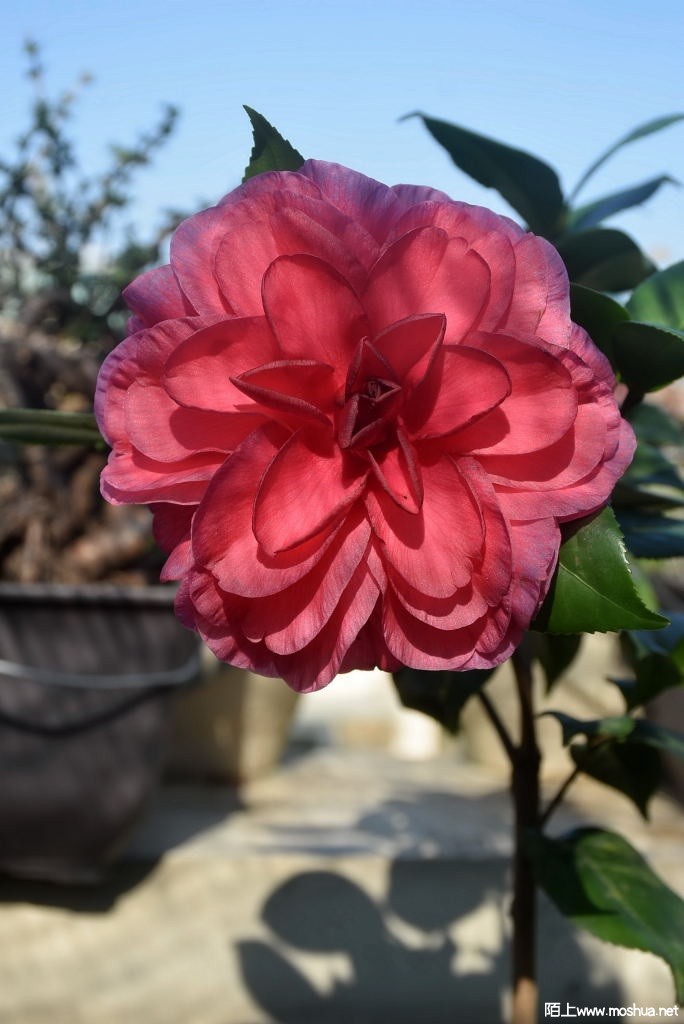 DSC_01261213340126.JPG