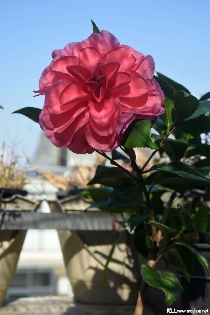 DSC_01351213430135.JPG