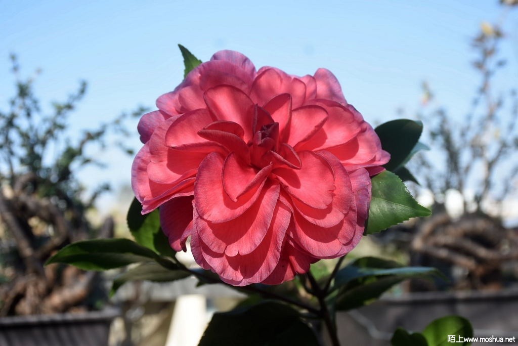 DSC_01241213320124.JPG