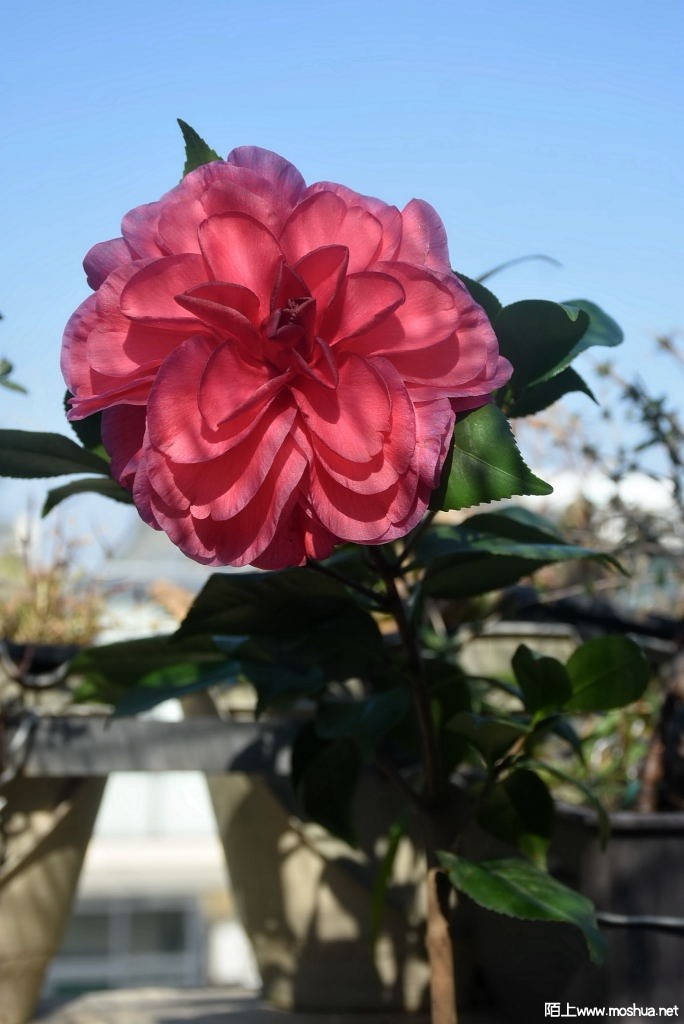 DSC_01361213440136.JPG