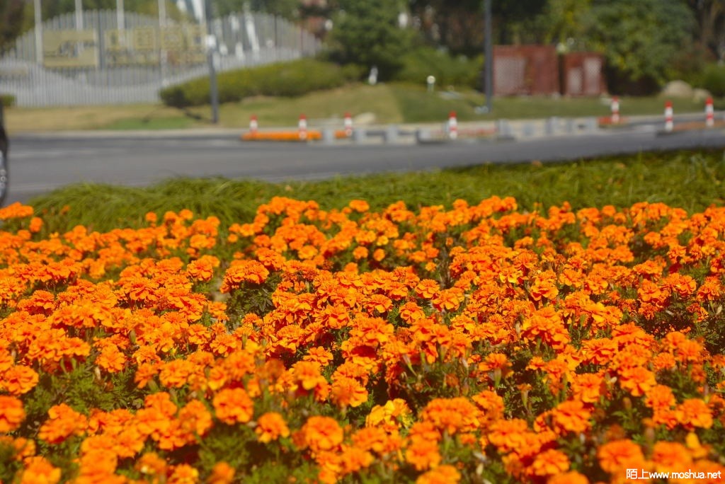 _DSC13951207860126.JPG