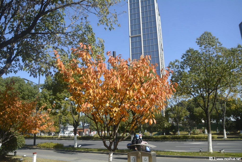 _DSC13251207160056.JPG
