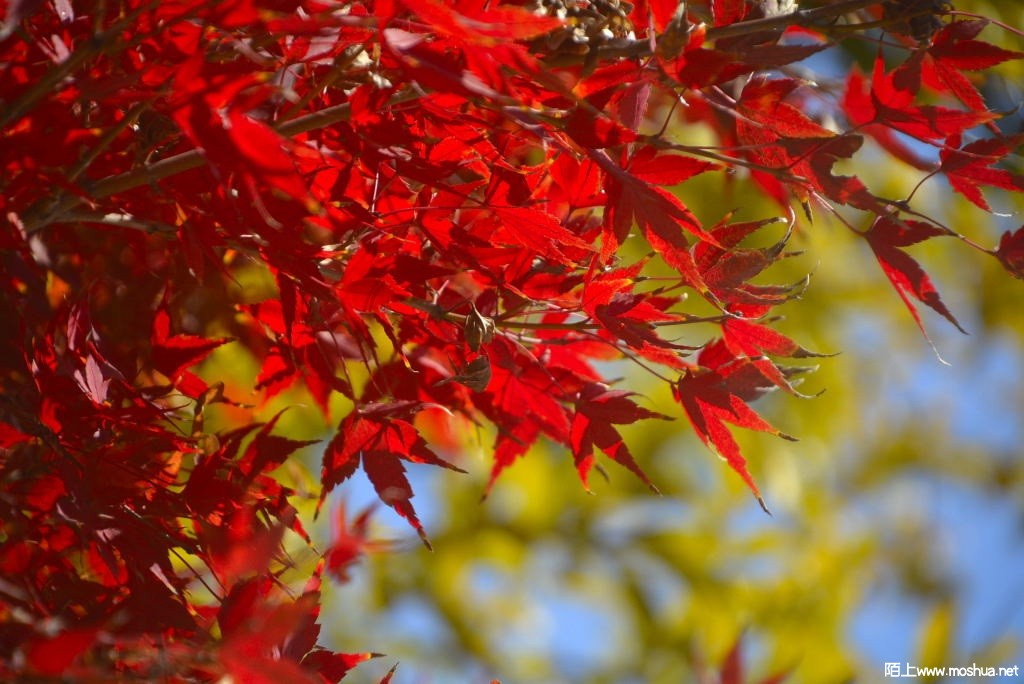_DSC12991206900030.JPG