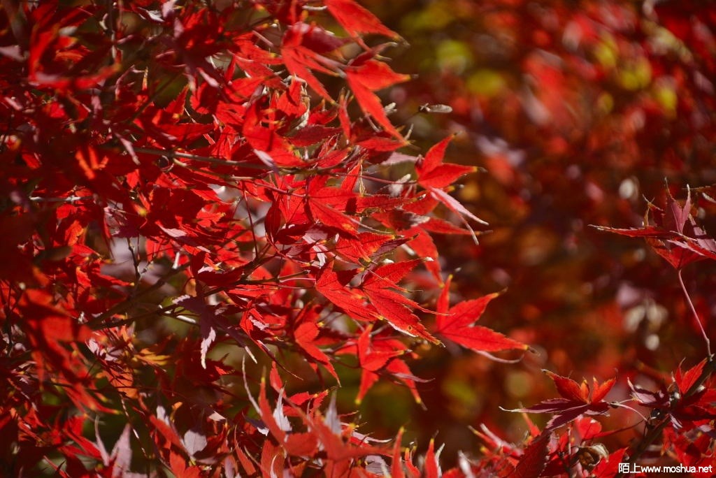 _DSC12971206880028.JPG