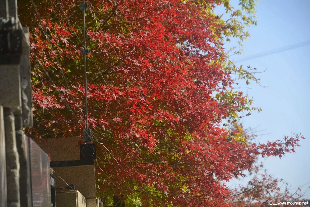 _DSC12861206770017.JPG