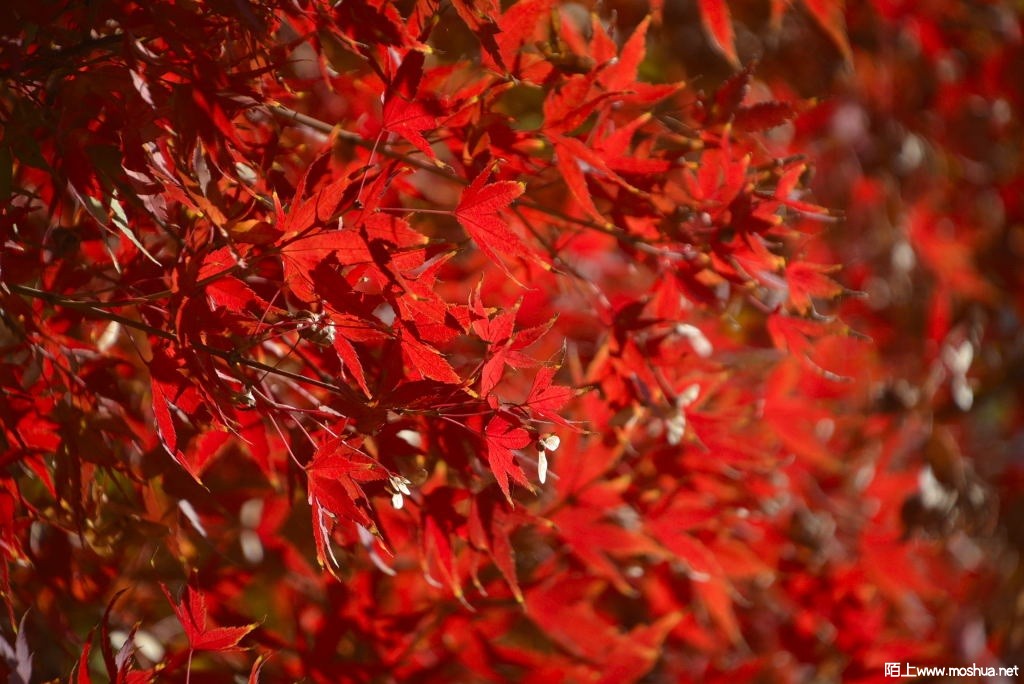 _DSC13061206970037.JPG
