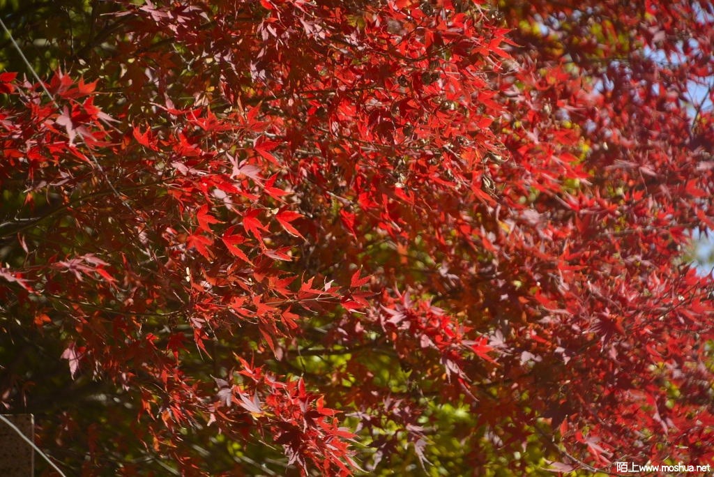 _DSC12911206820022.JPG