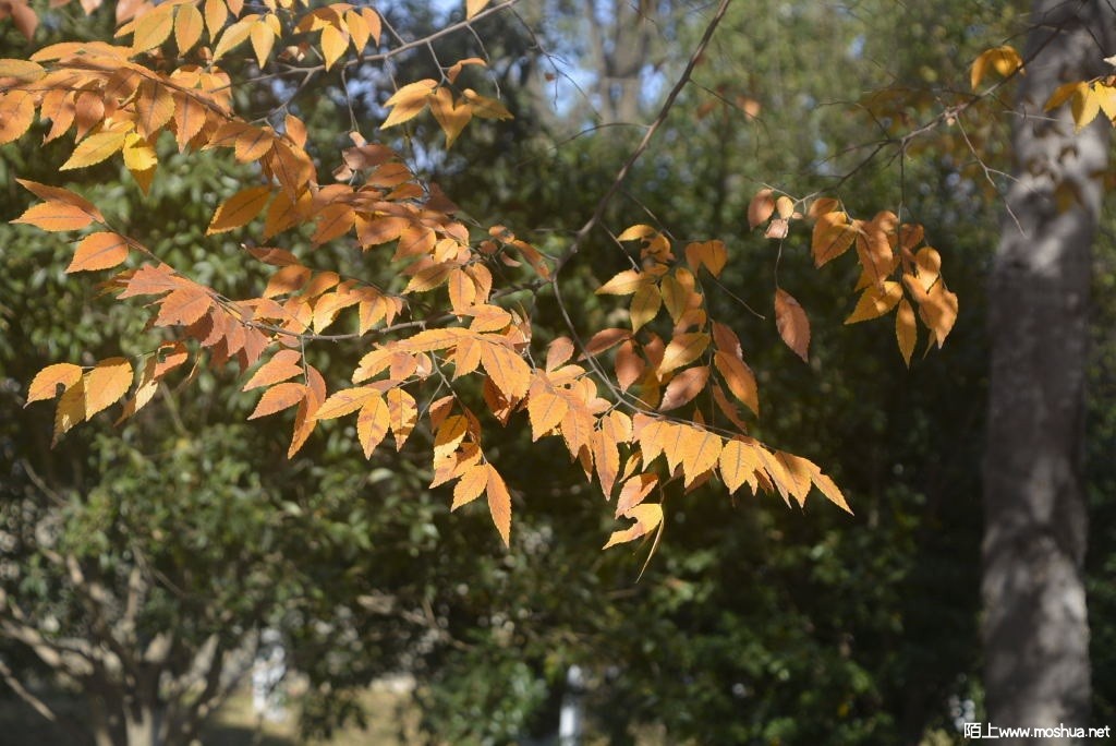 _DSC22061244460054.JPG