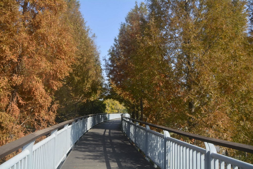 _DSC18931236510076.JPG