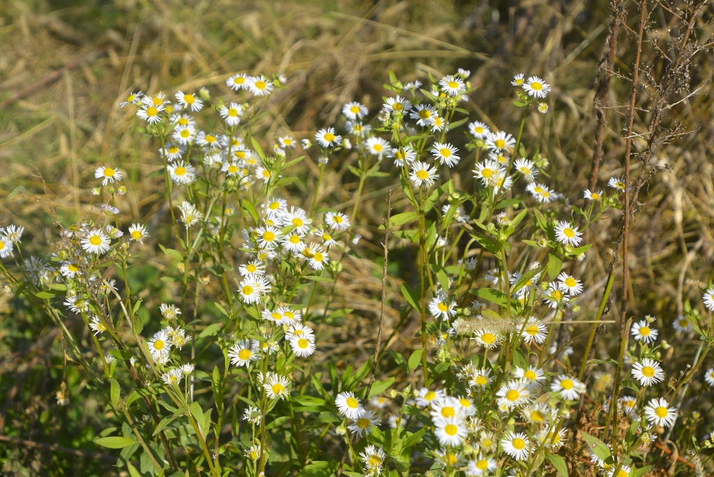_DSC24101246500258.JPG