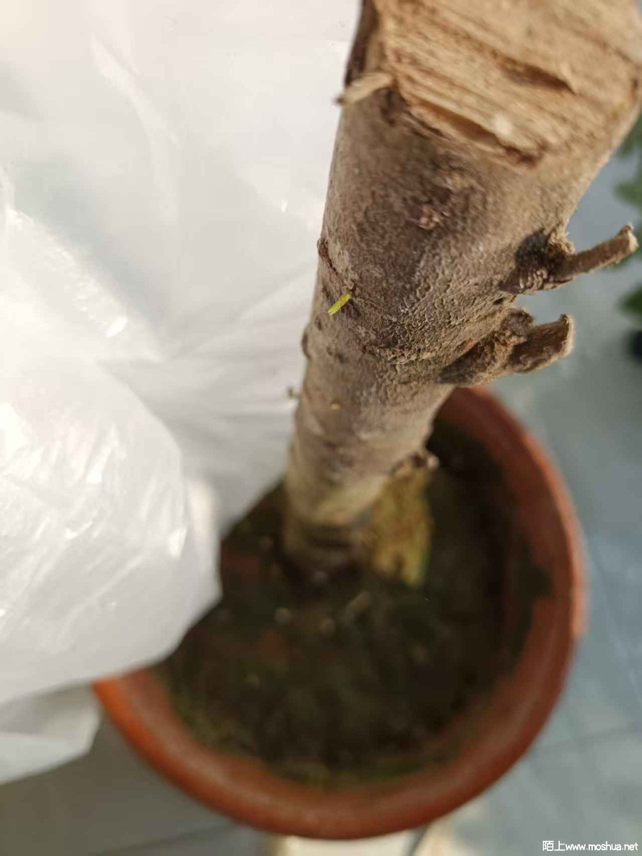 �շ�ѿ����Ƭ