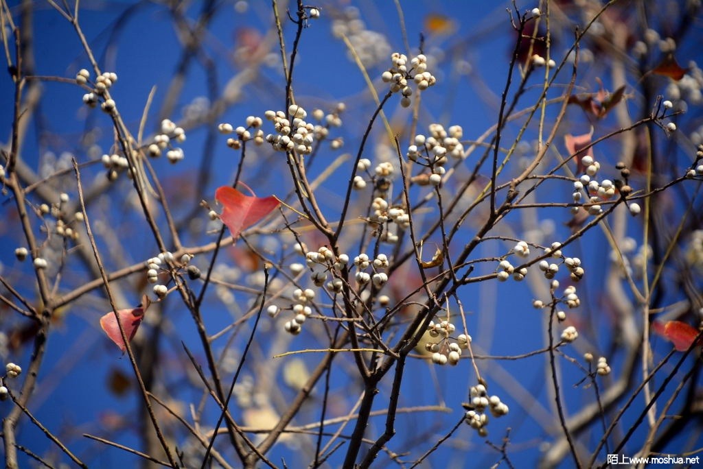 _DSC24261246660274.JPG