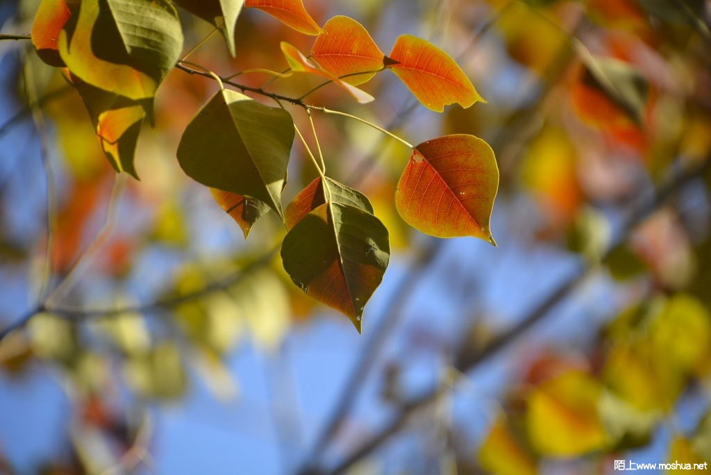 _DSC24621247020310.JPG