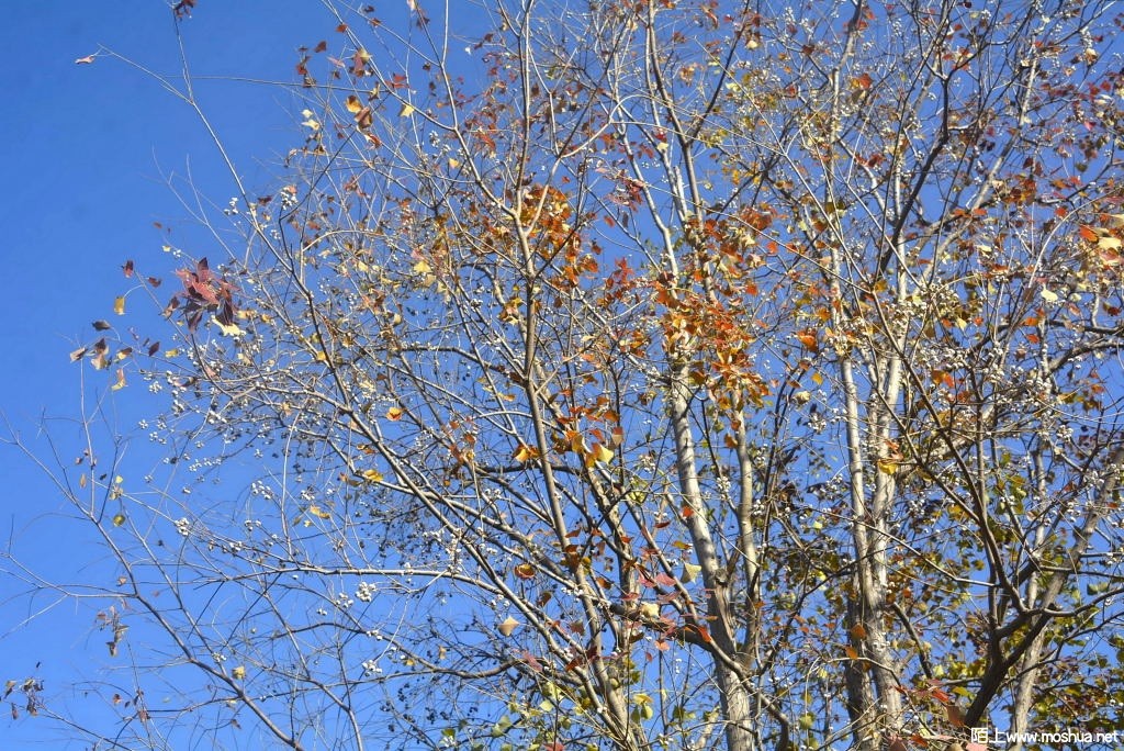 _DSC24331246730281.JPG