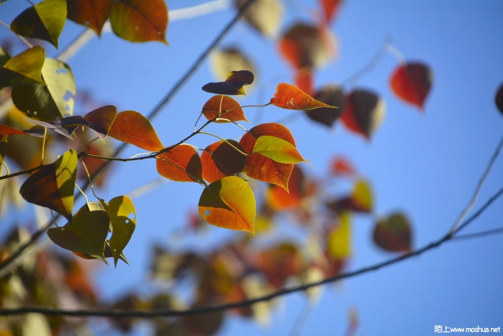 _DSC24651247050313.JPG