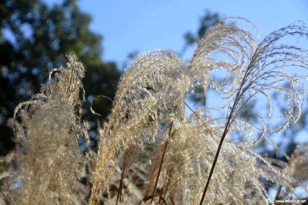 _DSC24401246800288.JPG