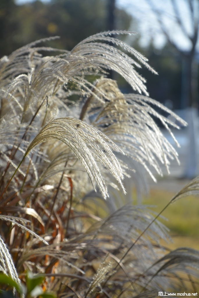 _DSC24511246910299.JPG