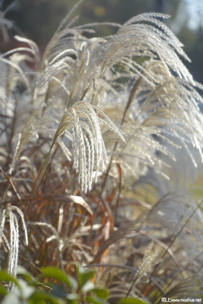 _DSC24491246890297.JPG