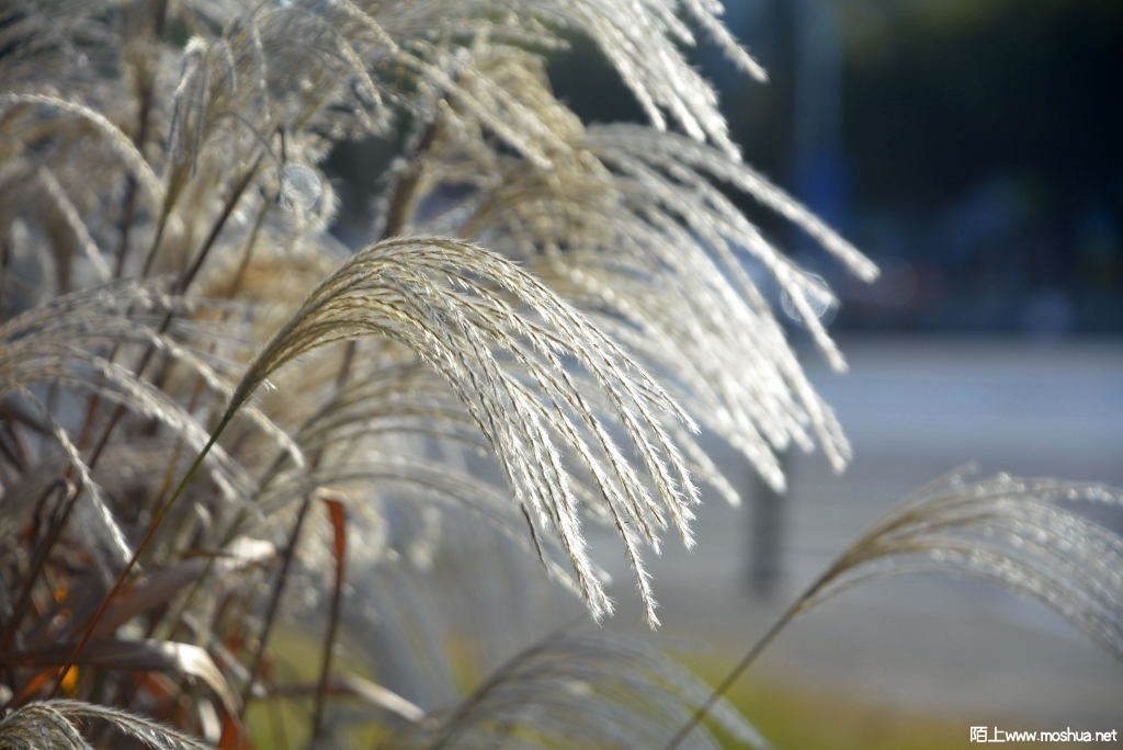 _DSC24481246880296.JPG