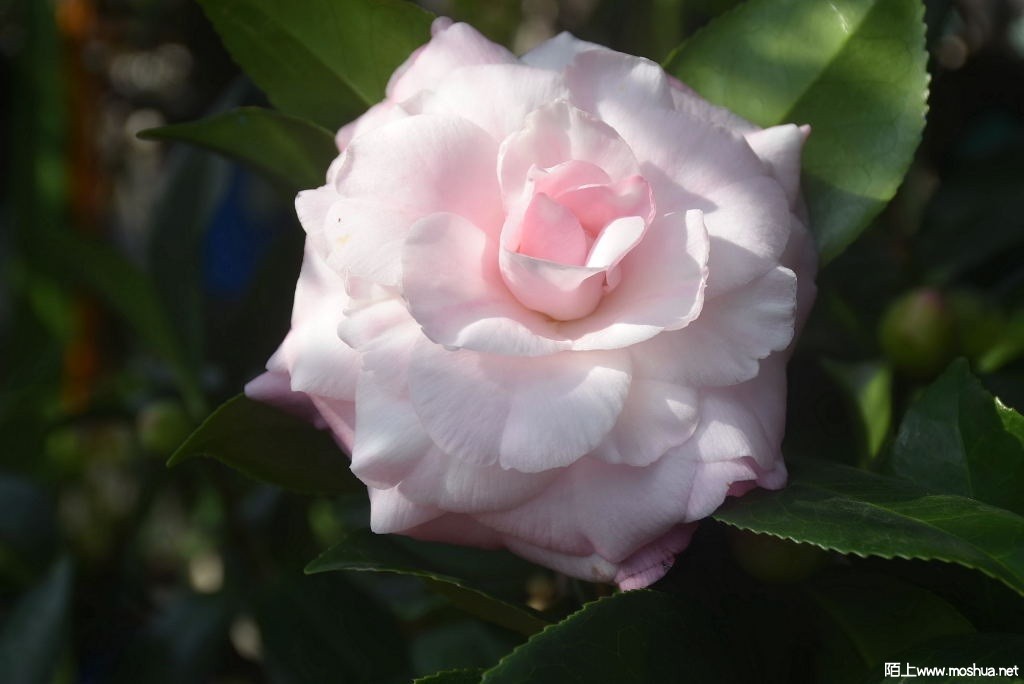 DSC_00561261840056.JPG