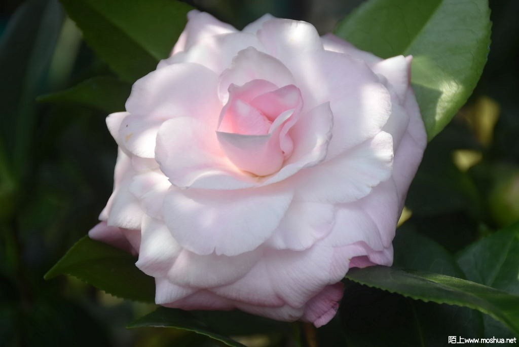 DSC_00391261670039.JPG