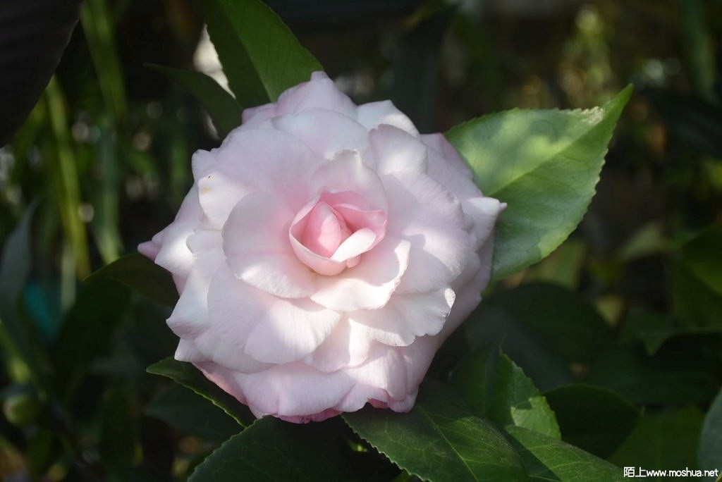 DSC_00221261500022.JPG