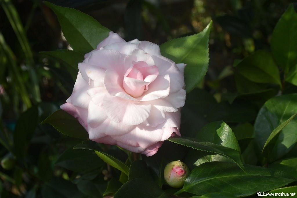 DSC_00281261560028.JPG