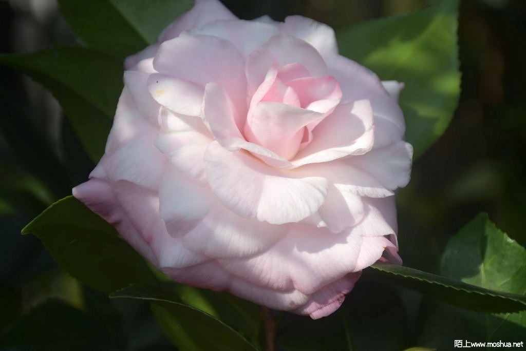 DSC_00351261630035.JPG