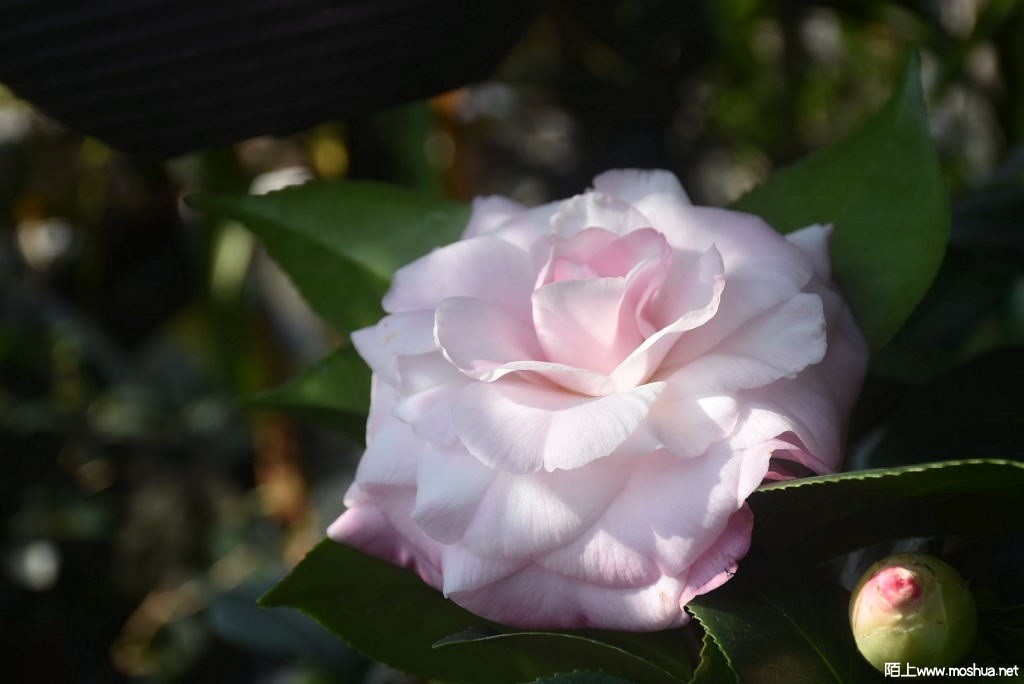 DSC_00631261910063.JPG