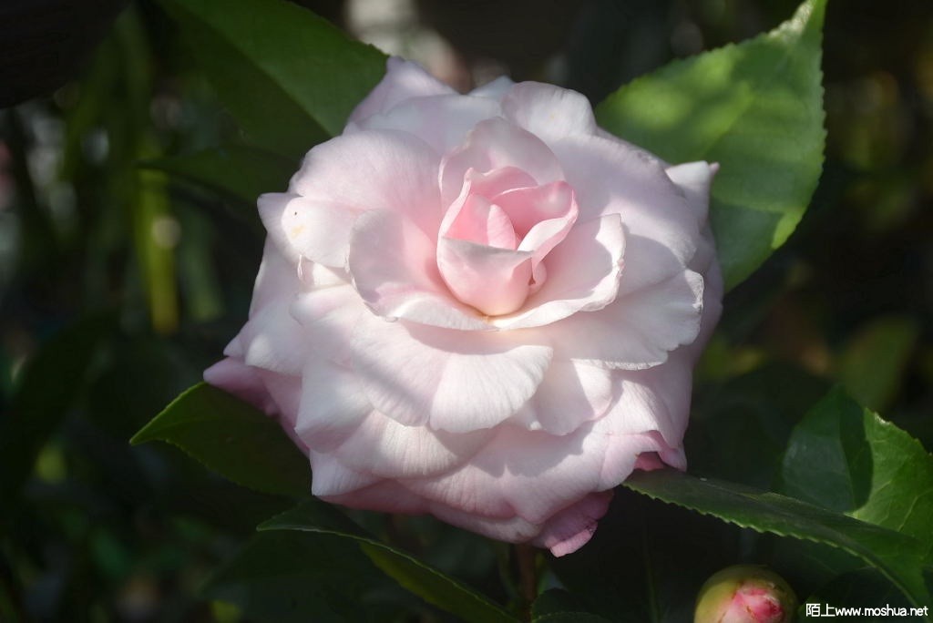 DSC_00331261610033.JPG