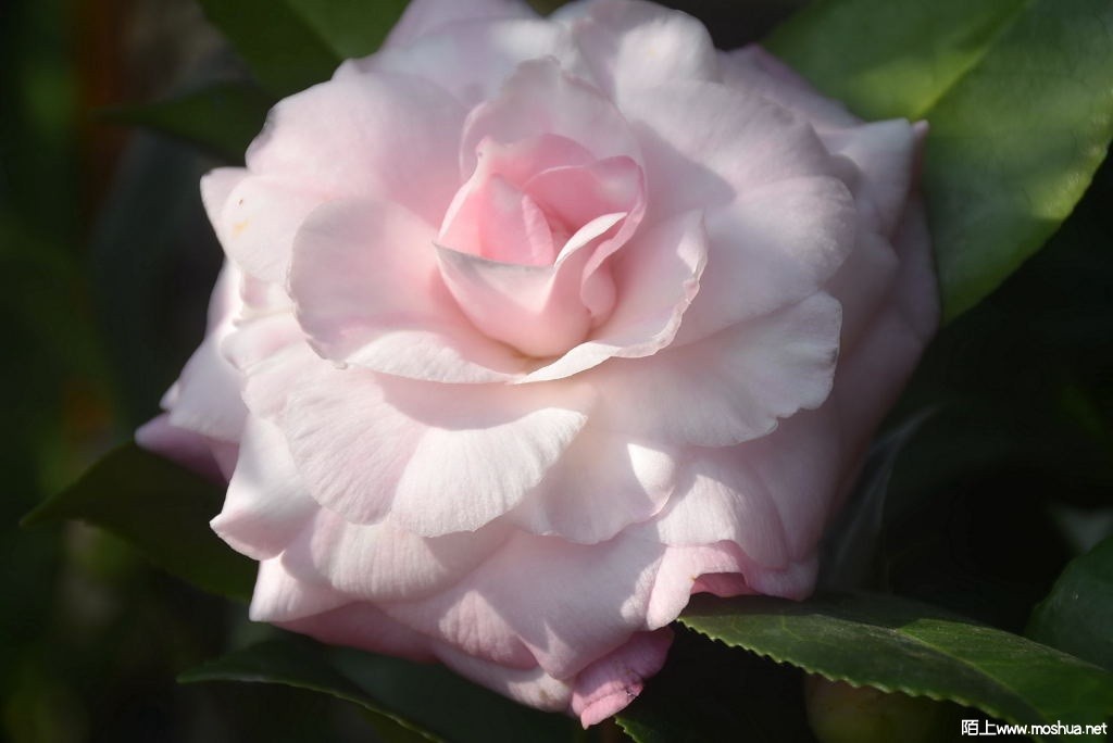 DSC_00511261790051.JPG