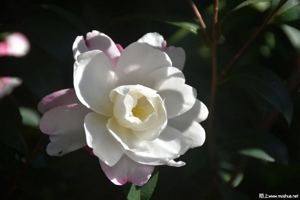 DSC_00201264970020.JPG