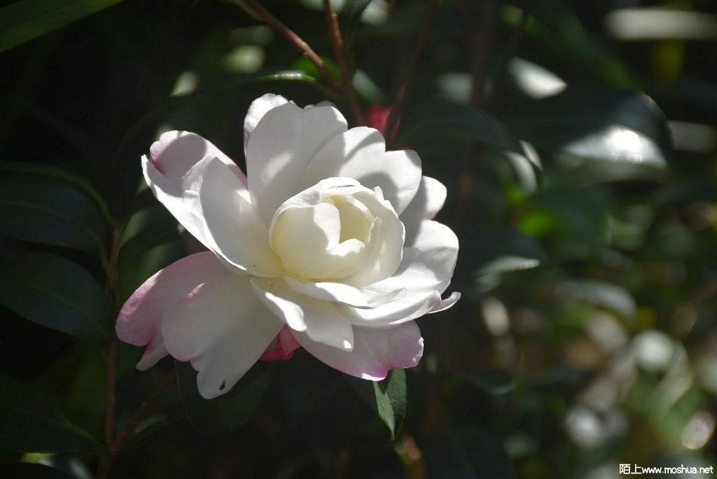 DSC_00081264850008.JPG