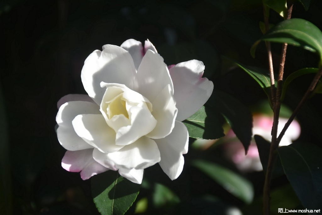 DSC_00361265130036.JPG
