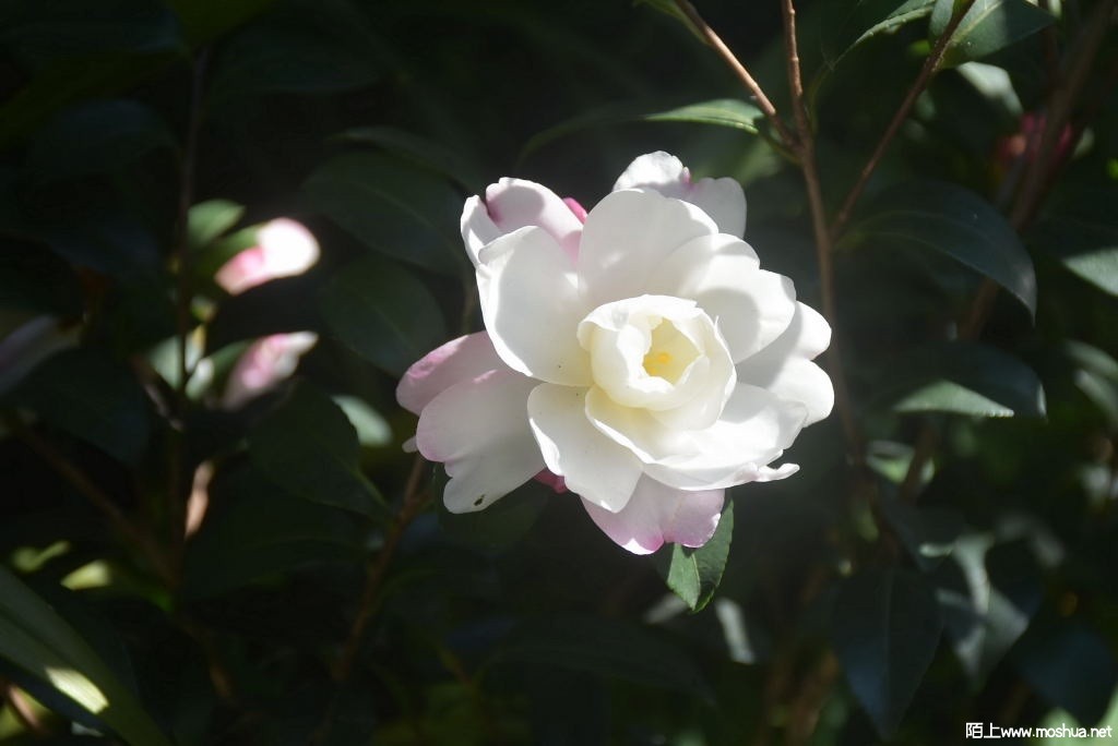 DSC_00511265280051.JPG