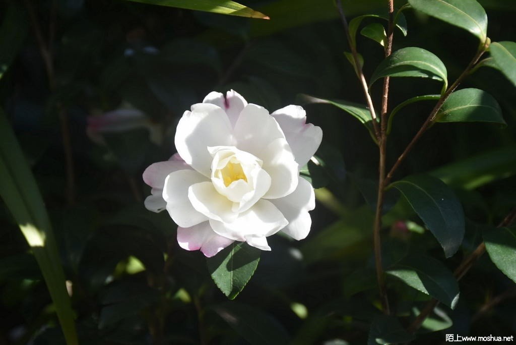 DSC_00481265250048.JPG