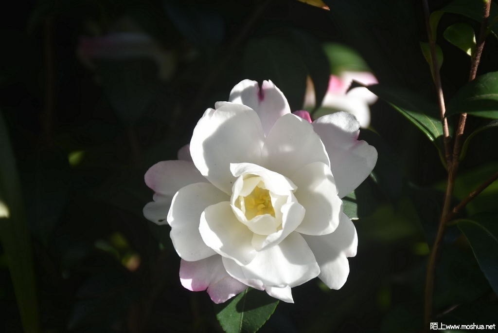 DSC_00381265150038.JPG