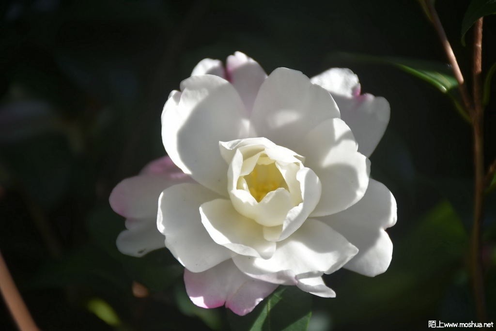 DSC_00051264820005.JPG