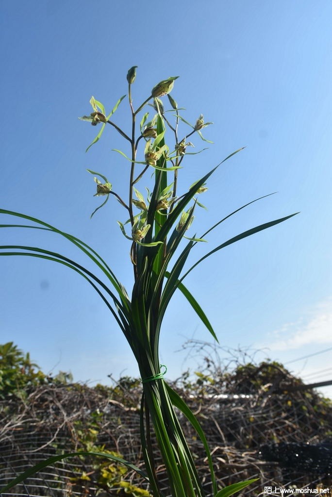 DSC_00491267670049.JPG