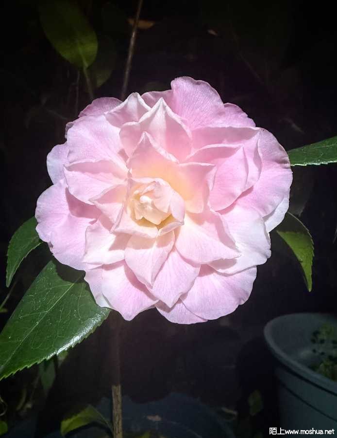 IMG_0626.jpeg