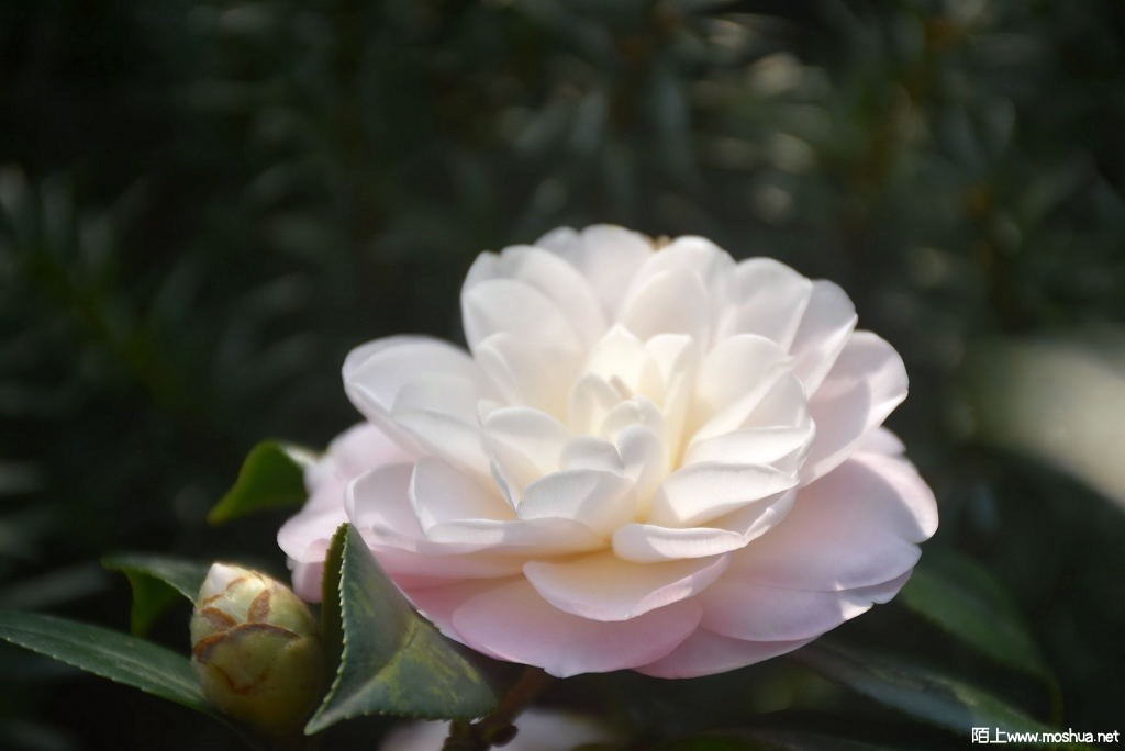 DSC_00771287230077.JPG