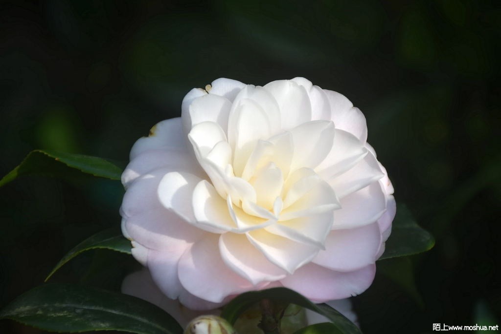 DSC_00811287270081.JPG
